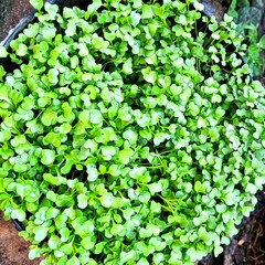 green leaves background