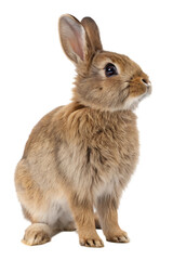 Obraz premium Cute Brown Rabbit Isolated
