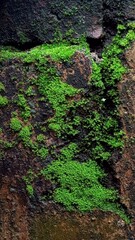 Fototapeta premium Moss Growing on a Brick Wall
