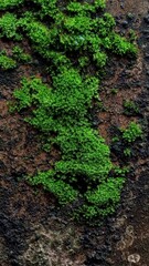 Closeup of Green Moss Growing on Wall