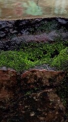 Closeup of Moss Growing on a Wall