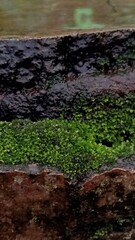 Close-Up of Moss Growing on a Wall