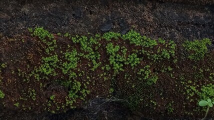 Aerial View of Mossy Terrain