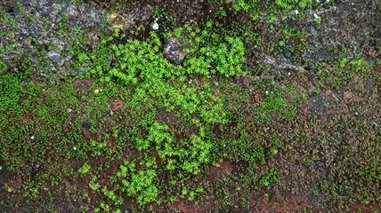 Green Moss Growing on a Wall Texture