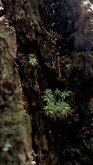Moss Growing on Decaying Log Close-Up