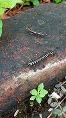 Two Millipedes Crawling on a Stone