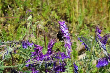 lavender flowers in the field