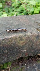 Close-Up of a Millipede on a Rock