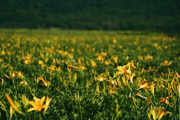 Yellow daylily flower field in Hokkaido, Japan