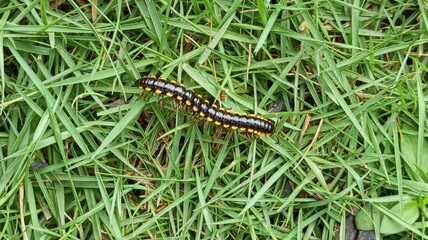 Close-Up of Black Millipede Crawling on Grass