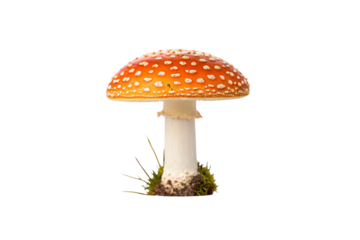 Classic red spotted fly agaric mushroom with white stem emerging from moss and soil, isolated on a transparent background