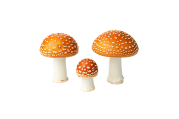 Three red spotted mushrooms with white stems displayed in triangular formation showing fungal caps and stems, isolated on a transparent background