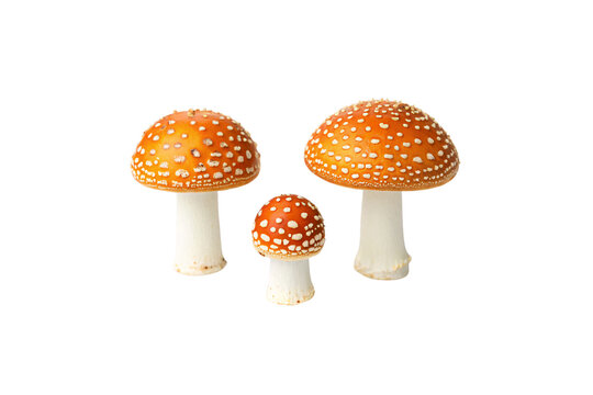 Three red spotted mushrooms with white stems displayed in triangular formation showing fungal caps and stems, isolated on a transparent background