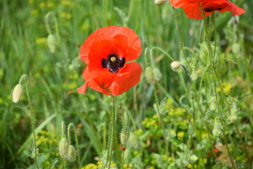 red poppy in the field