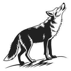 Lone wolf stands howling in black and white with its head raised upwards