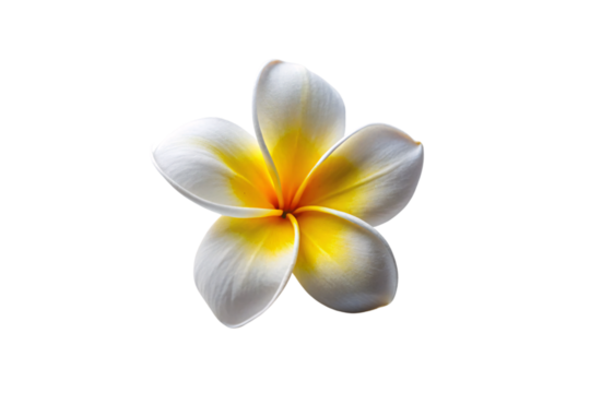 Five-petaled white plumeria flower displaying yellow center with orange-red gradient flowing outward, isolated on a transparent background - Powered by Adobe