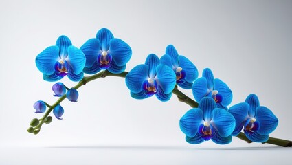 Plakat Striking blue orchid flowers isolated on white background