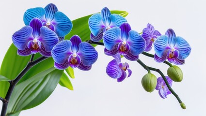 Beautiful branch of blue orchid flowers on a white background