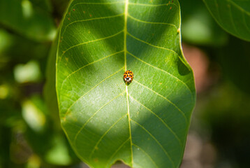 A ladybug sitting on a green tree leaf in close-up. Natural macro photography, sunny summer day, vibrant wildlife scene.