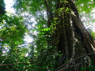 Fototapeta premium The Ficus benjamina tree grows well with a very large and tall trunk
