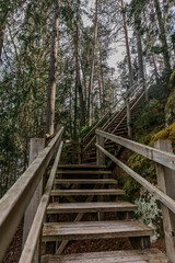 Wooden trail and stairs in the deep green forest in summer