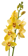 Bright Yellow Orchid Spray