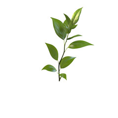 Fototapeta premium Green Leaves on a Stem with Fresh Foliage on Transparent Background.