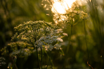 Kwiaty podagrycznik na łące, o zachodzie słońca.