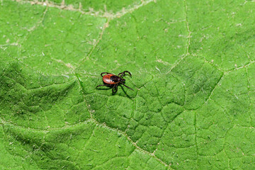a ticks on a green leaf