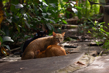 A ginger mother cat nursing her kitten in a garden, with a black cat nearby. A warm, authentic image of maternal care and an animal family