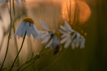 Białe kwiaty maragarytki o zachodzie słońca nad wodą. © Elżbieta Kaps
