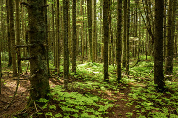 fir forest on a sunny day