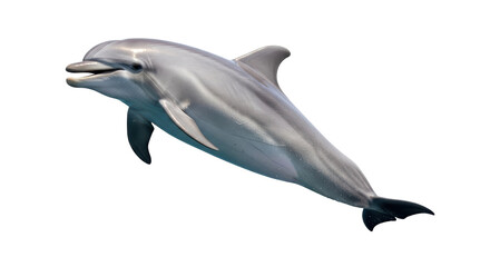 Obraz premium Isolated Bottlenose Dolphin