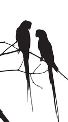 Parakeets silhouette isolated in White background 