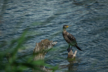 Serene Lake Scene with Resting Cormorants