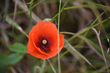 red poppy flower in field