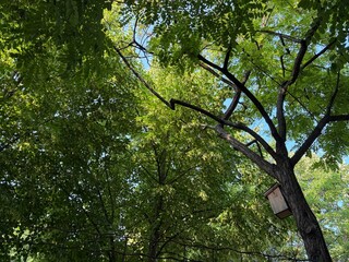 A bird feeder hanging on a tree in a park.