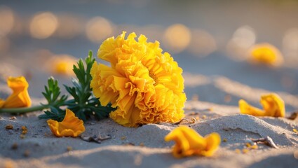 A Marigold resting on the ground.