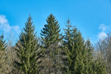 Tall spruce trees