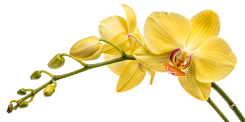 Yellow Orchid with Buds

