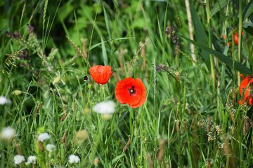 poppy in the grass