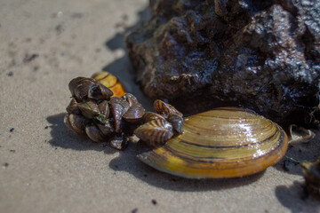 Lake Shore with Natural Shells and Soft Sand