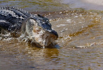 American Alligator Full Hunt Ambush Fishing Feeding Frenzy 