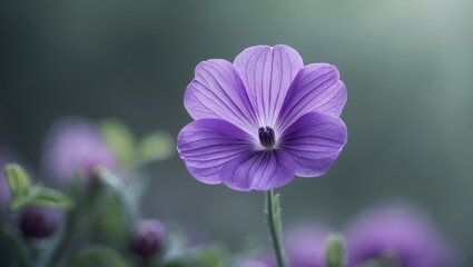 A close-up photograph of a Mexican Petunia bloom taken at Kissimme Lakefront Park in Kissimmee, Florida, on September 15, 2024.