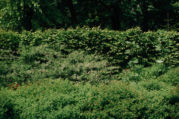 Texture of green bushes in the sun