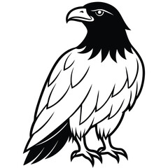 Bold black and white eagle stands majestically showcasing its powerful silhouette