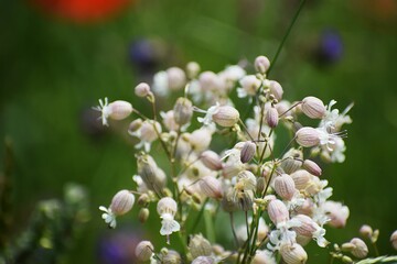 wild flowers in the meadow