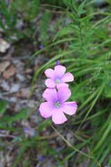 purple anemone flower
