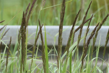 Obraz premium grass in the water