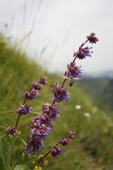 bee on lavender